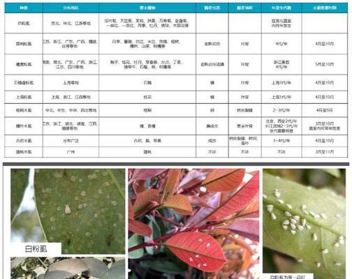 高粱钻心虫怎么防治？防治高粱钻心虫的有效措施有哪些？