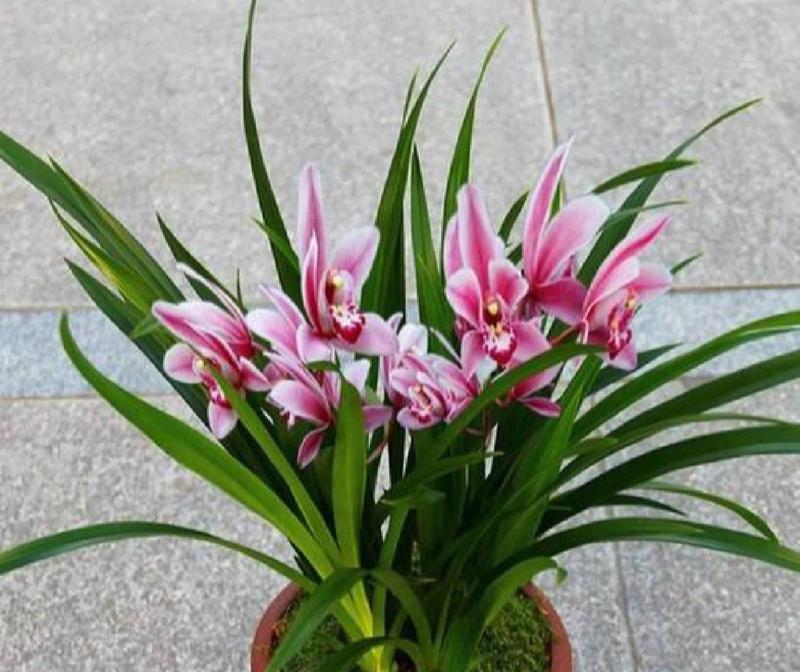 春兰的花语是什么？春兰象征着什么意义？