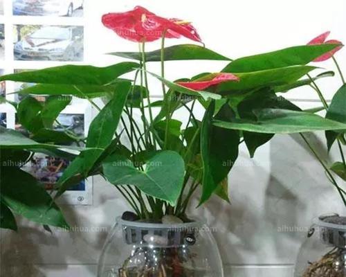 高锰酸钾浇花的正确方法和注意事项是什么？