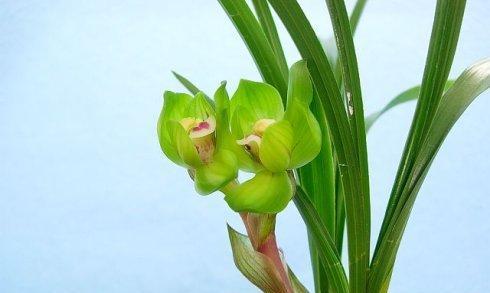 春兰花代表什么？春兰花的花语有哪些含义？