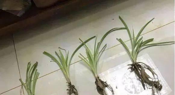 高锰酸钾用于浇花安全吗？正确使用方法是什么？