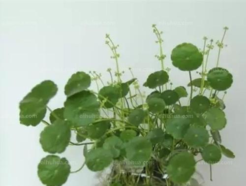 高锰酸钾用于浇花安全吗？正确使用方法是什么？