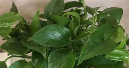 高锰酸钾溶液浇花安全吗？使用方法和注意事项是什么？
