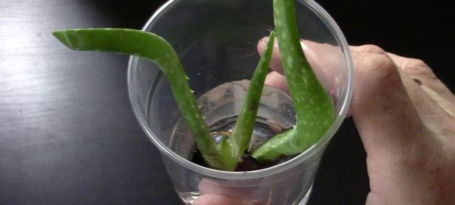 高锰酸钾溶液浇花安全吗？使用方法和注意事项是什么？