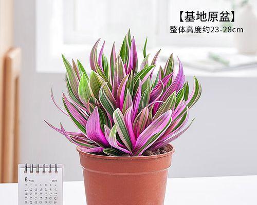 高盆适合养什么花？高盆植物选择与养护指南？