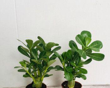 高盆适合养什么花？高盆植物选择与养护指南？
