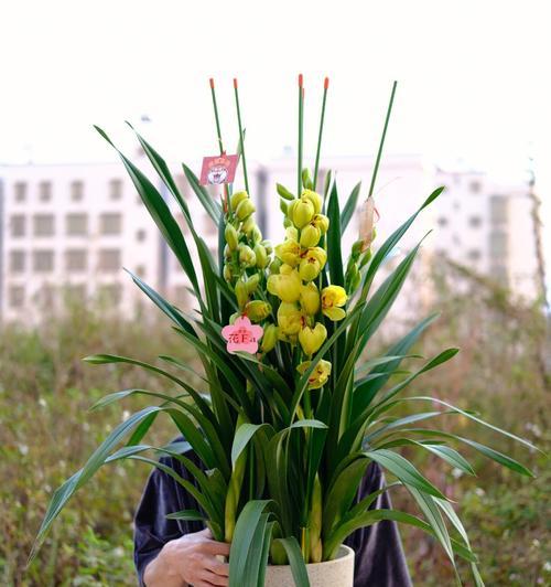 大花蕙兰花语是什么？如何正确解读大花蕙兰的花语含义？