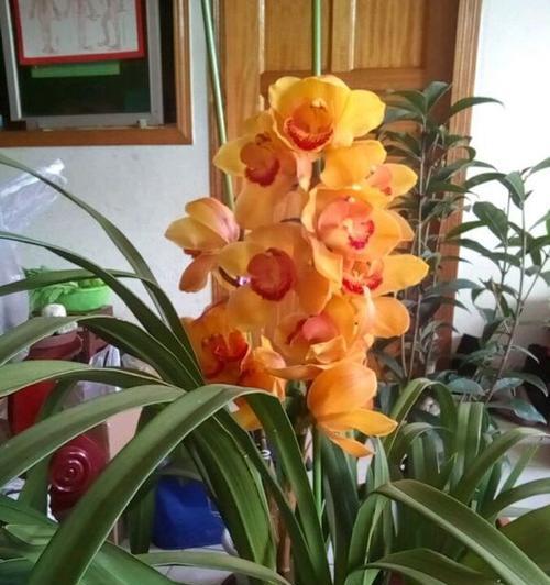 大花蕙兰花语是什么？如何正确解读大花蕙兰的花语含义？