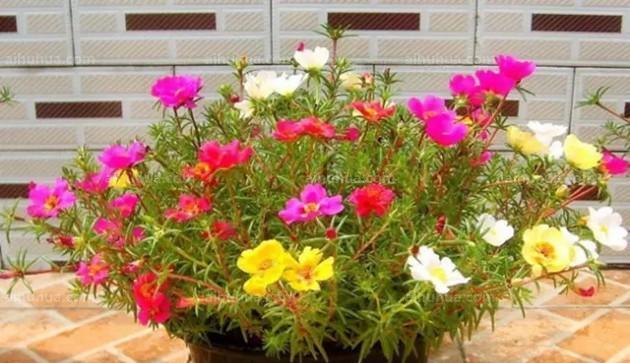 高盆适合种什么花？有哪些花卉推荐？