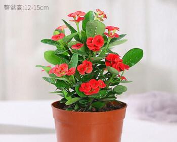 高盆适合种什么花？有哪些花卉推荐？