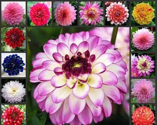 大丽菊花语是什么？如何正确理解大丽花的象征意义？