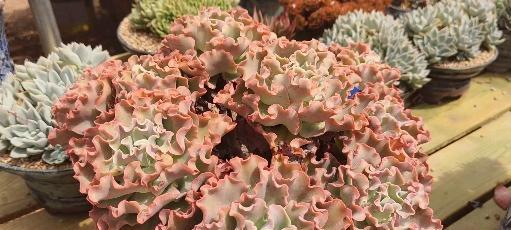 高砂之翁多肉繁殖方法是什么？繁殖过程中应注意哪些问题？