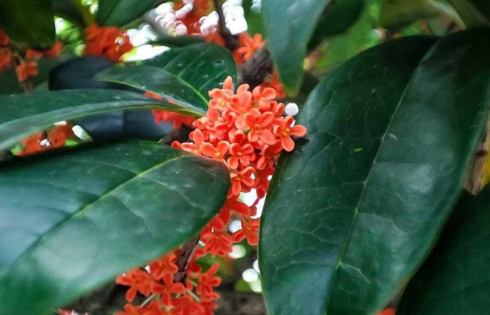 丹桂花的花语有哪些含义？