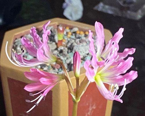 灯台百合花语是什么？如何表达爱意和祝福？
