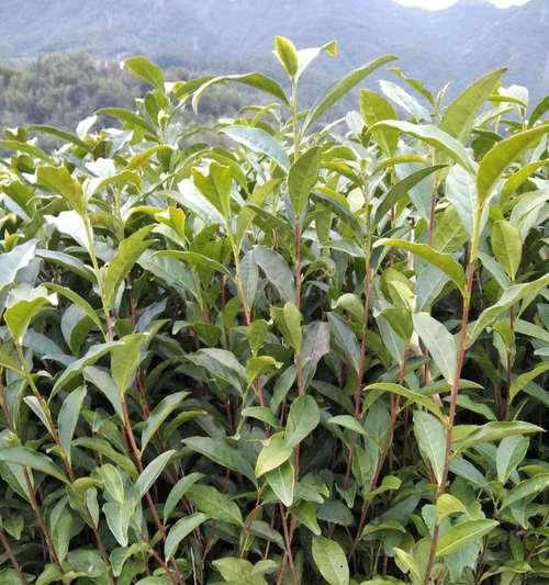 高山肉桂是哪种茶？高山肉桂茶的特点是什么？