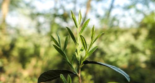 高山野茶属于什么茶？高山野茶的分类和特点是什么？