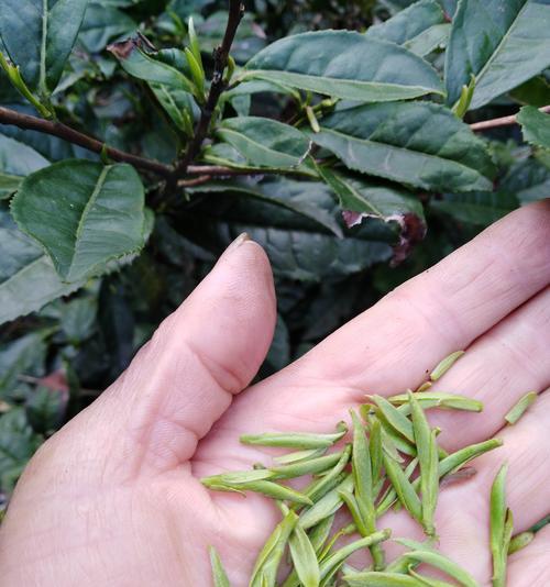 高山野茶属于什么茶？高山野茶的分类和特点是什么？