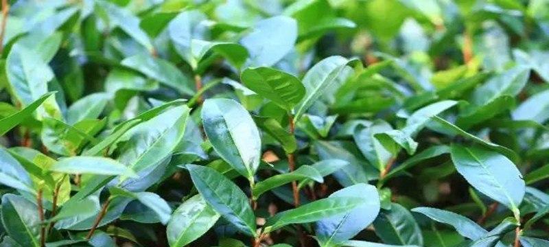 高山野茶属于什么茶？高山野茶的分类和特点是什么？