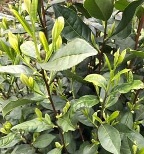 高山云雾茶属于什么茶？它有什么独特之处？