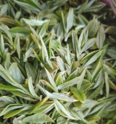 高山云雾茶属于什么茶？它有什么独特之处？
