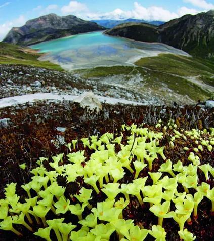 高山植物有哪些种类？它们的生存特点是什么？