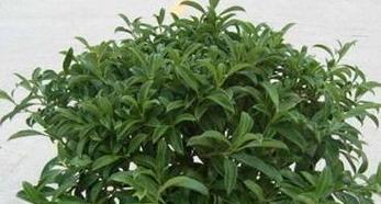 高血压患者适合养什么花？这些花卉有益健康吗？