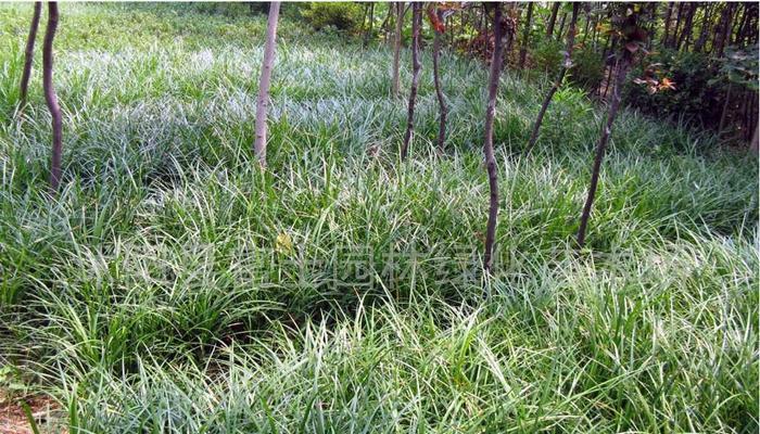 高羊茅是多年生还是年生植物？如何区分和管理？