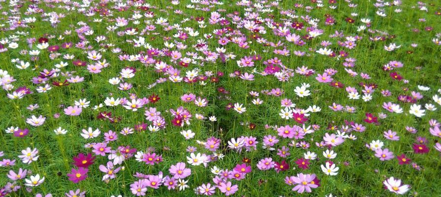 吊竹兰花语是什么？了解吊竹兰的象征意义和花语含义？