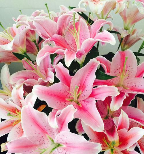 蝶花百合花语有哪些含义？