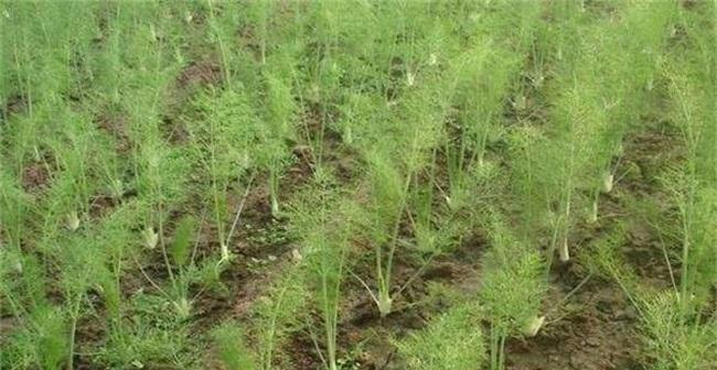 割茬茴香的最佳种植时间是什么时候？种植方法有哪些？