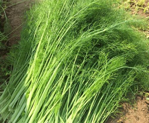 割茬茴香的最佳种植时间是什么时候？种植方法有哪些？