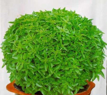 阁楼适合种什么花？如何选择适合阁楼的花卉品种？