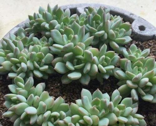 格林多肉养护技巧有哪些？如何确保其健康成长？