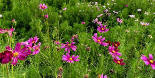 格桑花播种后多久开花？什么时候播种最好？