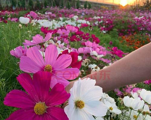 格桑花播种后多久开花？什么时候播种最好？