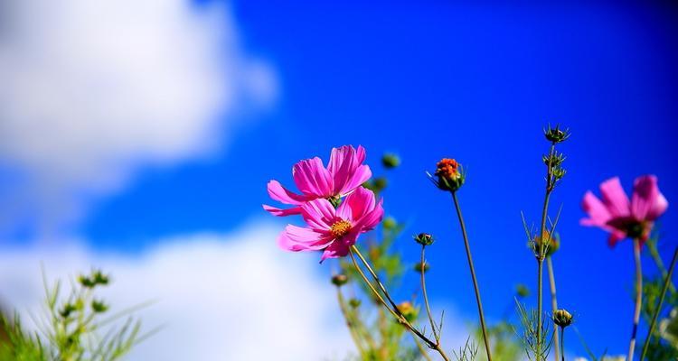 格桑花代表什么？格桑花的花语有哪些含义？