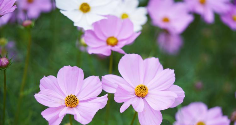 格桑花代表什么？格桑花的花语有哪些含义？
