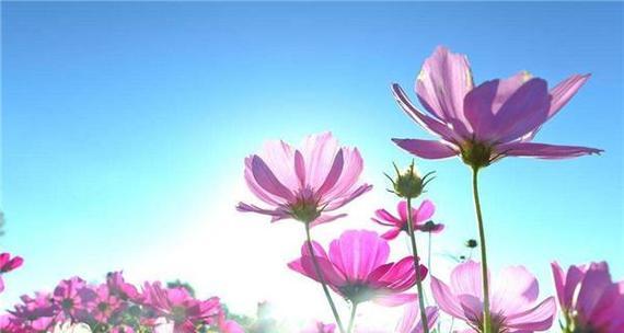 格桑花代表什么？格桑花的花语有哪些含义？