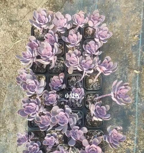 多肉紫丁香花语有哪些含义？
