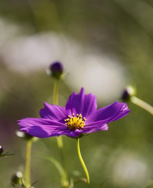 格桑花冬天会开花吗？如何在冬季养护格桑花？