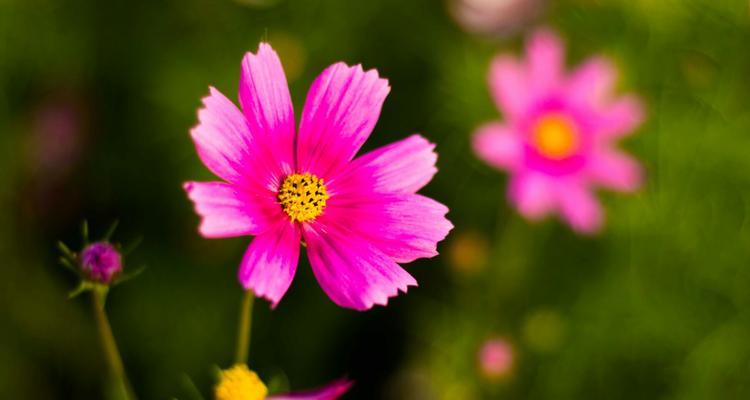 格桑花多久浇一次水？如何正确进行水分管理？