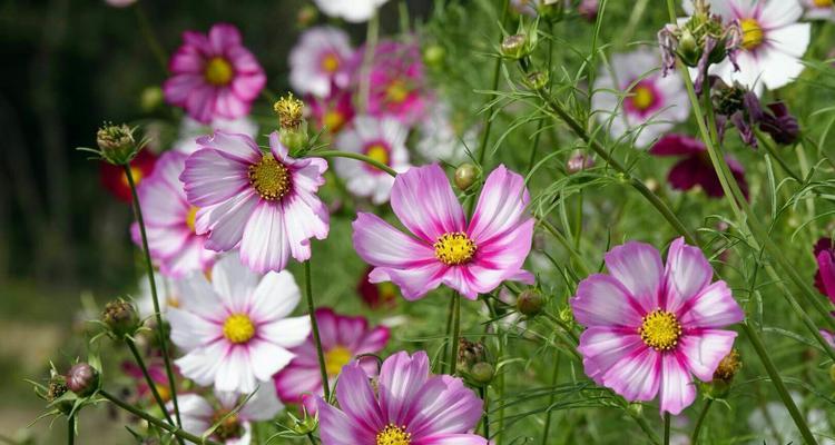 格桑花多久开花一次？如何正确养护以促进花期？