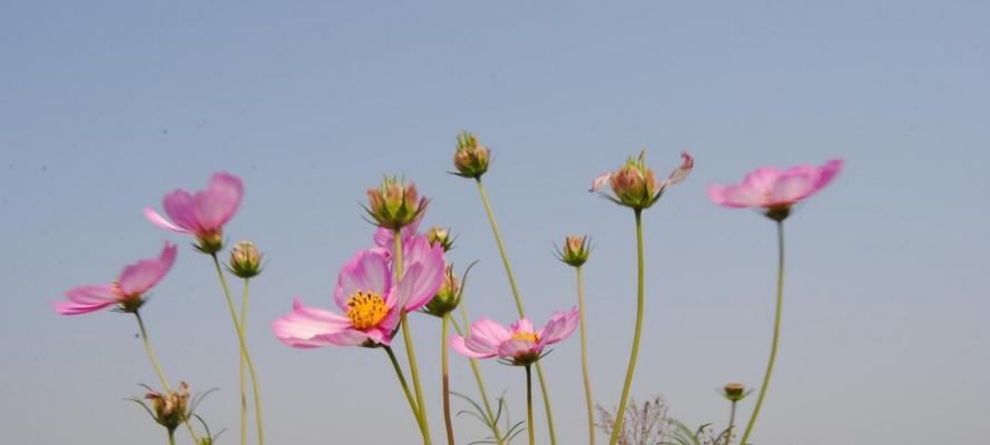 格桑花开花需要多长时间？如何加速开花过程？