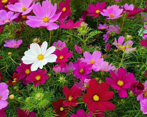 格桑花多久开花一次？如何养护才能保证花期？