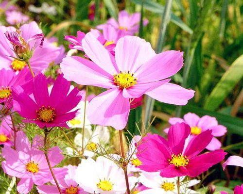 格桑花多久开花一次？如何养护才能保证花期？