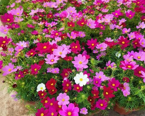 格桑花多久开花一次？如何养护才能保证花期？