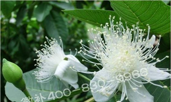 番石榴花的花语有哪些含义？