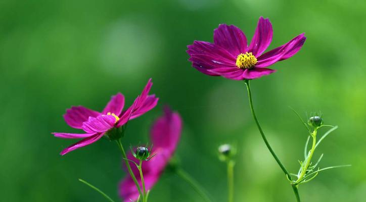 格桑花什么时候开花？花期持续多久？