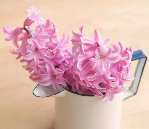粉风信子的花语是什么？如何正确解读粉风信子的含义？