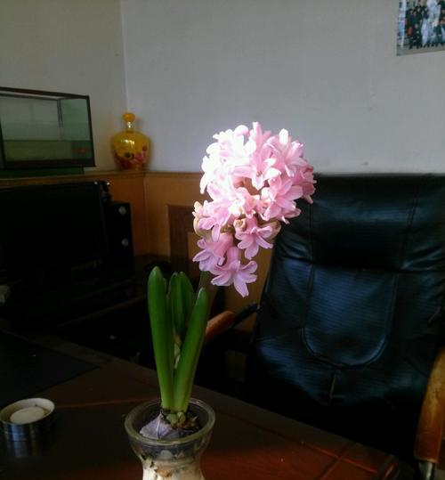 粉红风信子花语有哪些含义？